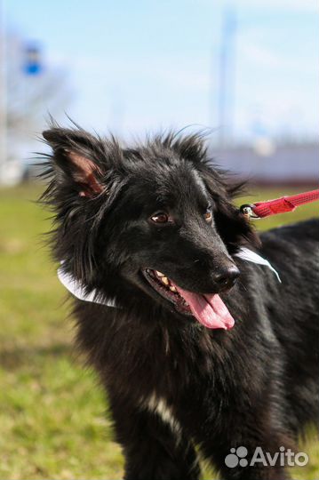 Пушистый песик живет в приюте