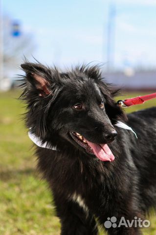 Пушистый песик живет в приюте