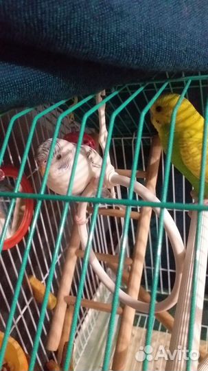 Волнистый попугай с клеткой