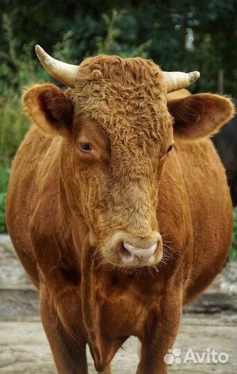 Продам быка