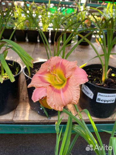 Лилейники в ассортименте