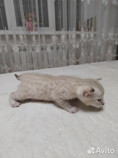 Бенгальская кошка