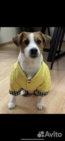 Одежда для собак