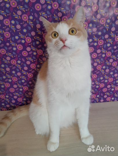 Добрейший Кот в добрые руки