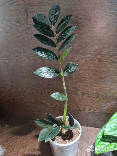 Замиокулькас черный