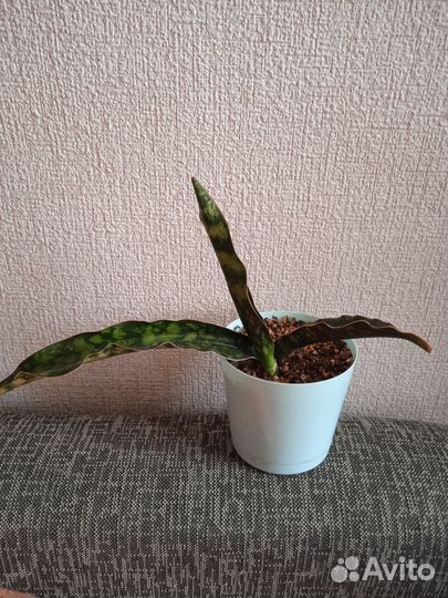 Сортовая санса Стар Каньен Гранит,доставка