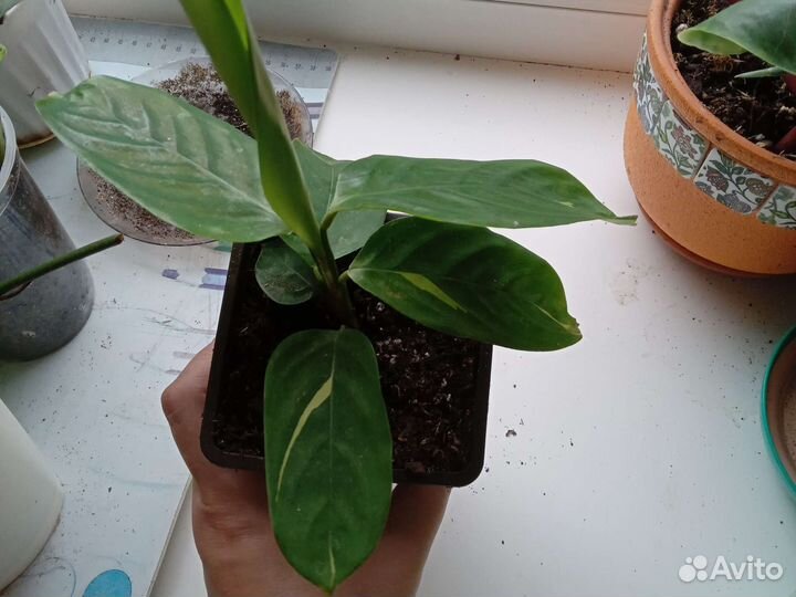 Ктенанта голден мозаик