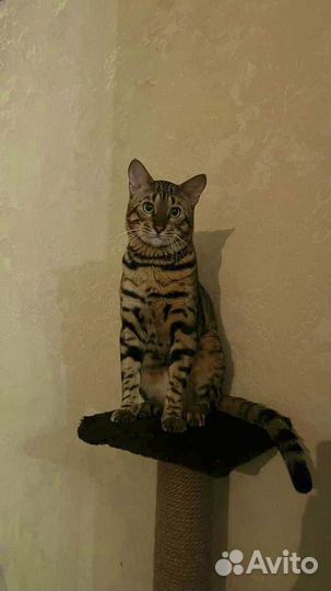 Бенгальский кот на вязку