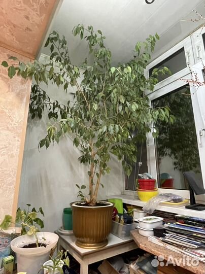 Фикус бенджамина большой