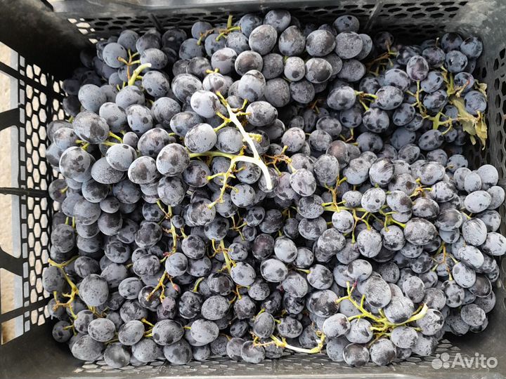 Виноград Молдова под вино