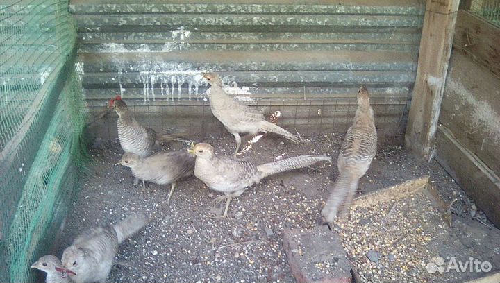 Фазаны,павлины, утки