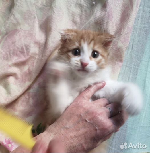 Пушистый котенок в дар