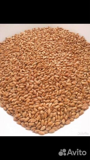 Пшеница ячмень овес