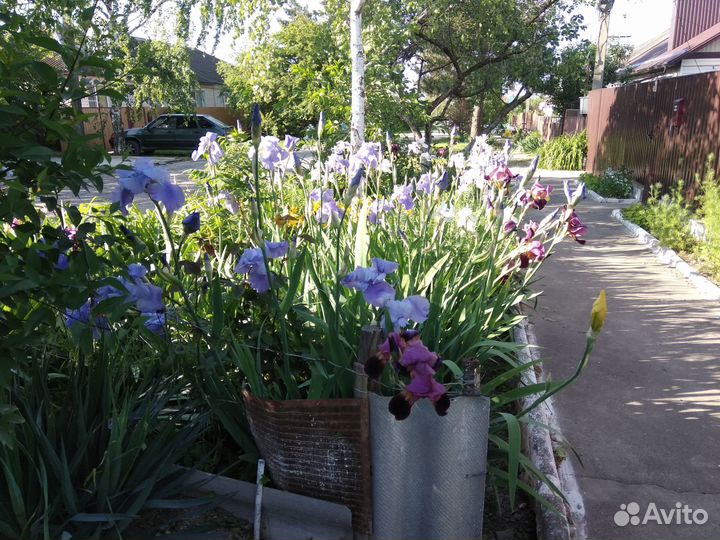 Ирисы бородатые сортовые