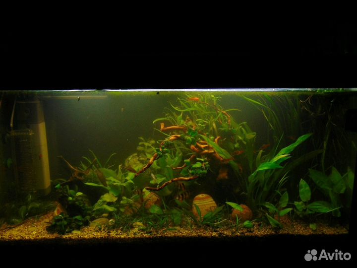 Консультация и обслуживание аквариума