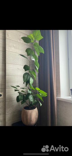 Гибискус китайская роза