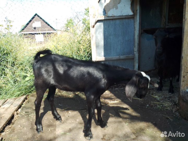 Козы дойные молочные