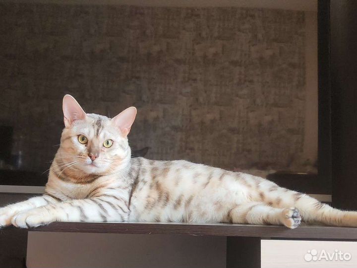 Бенгальский кот на вязку