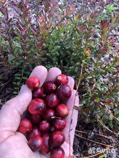 Клюква садовая саженцы