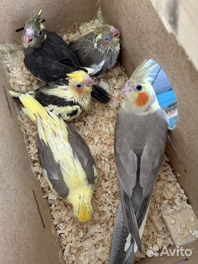 Ручные птенцы кореллы