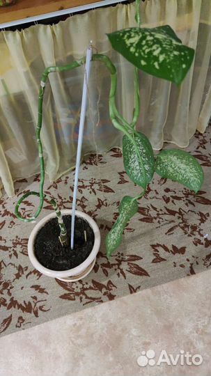 Цветы комнатные