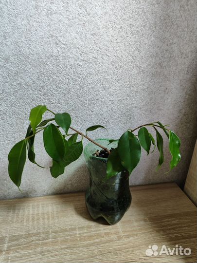 Фикус бенджамина