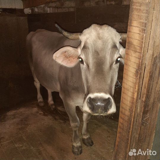 Корова и бычок