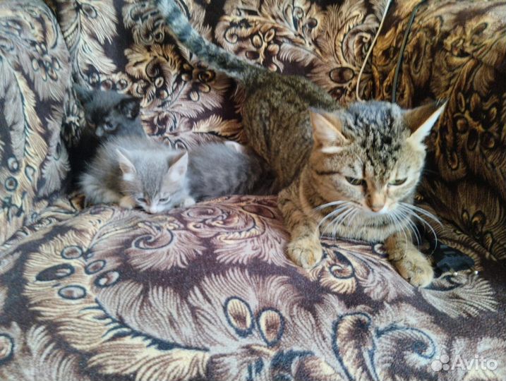 Кошки бесплатно