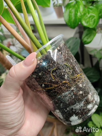 Редкий филодендрон Jungle fever var. / T01