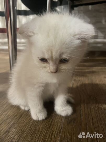 Шотландская вислоухая кошка