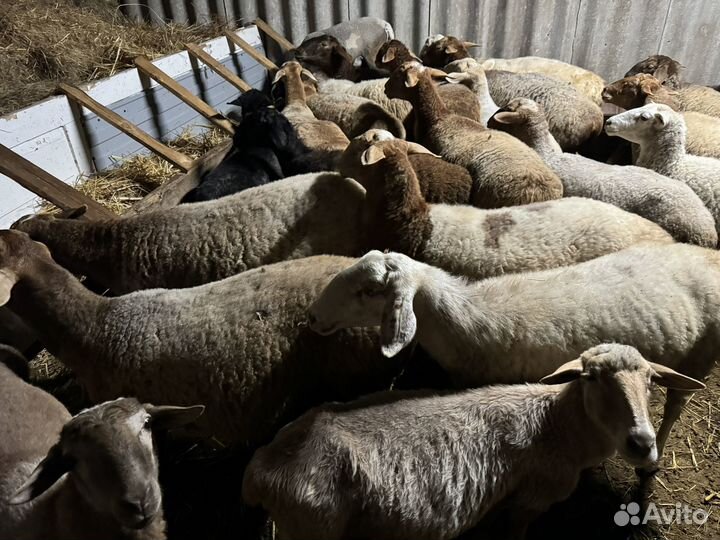 Овцы и бараны