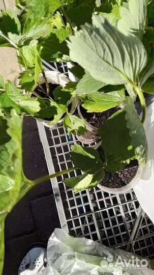 Рассада клубники в одноразовых стаканчиках