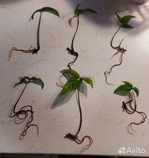 Сингониум ножколистный