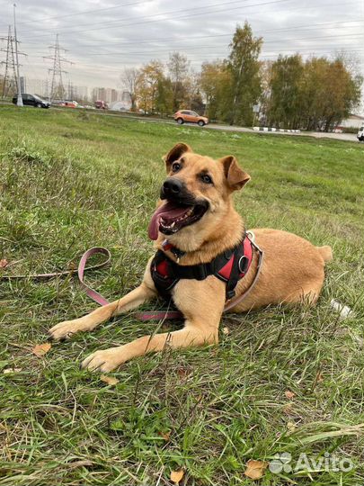 Жак ищет дом (собака из приюта)