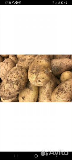 Картофель на корм скоту