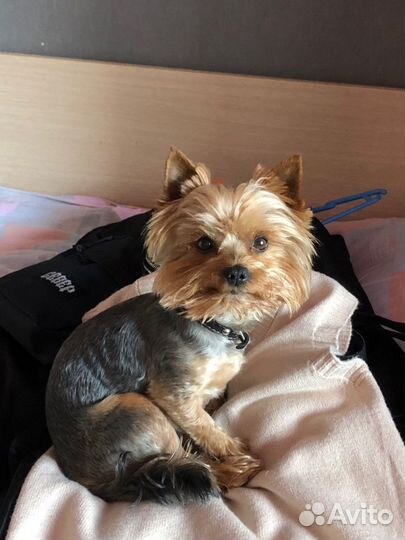 Йоркширский терьер вязка