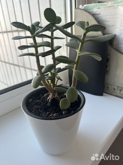 Денежное дерево толстянка