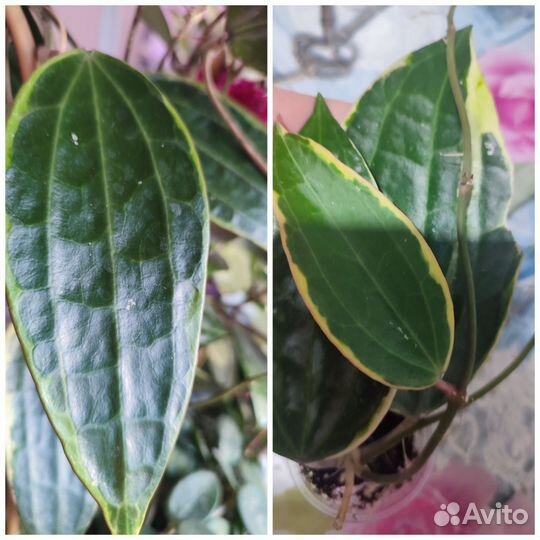 Hoya albomarginata 450) Укорененные черенки в нал