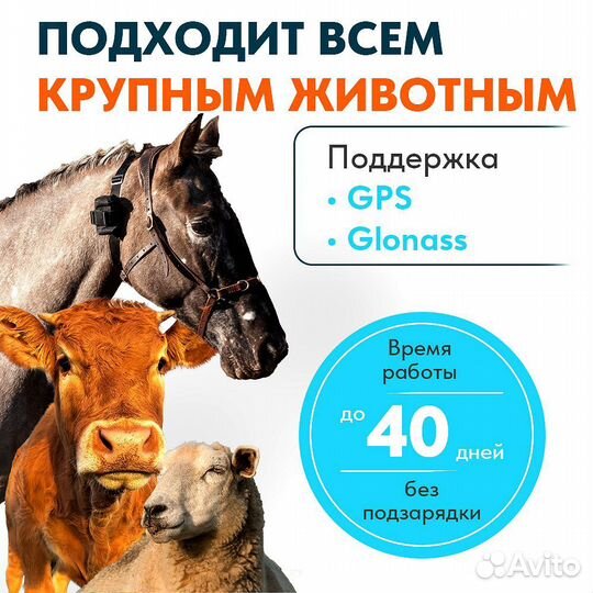 Gps tracker для баранов