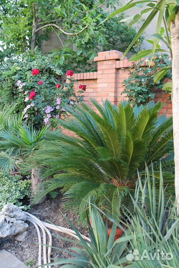 Большой выбор растений для дома и сада