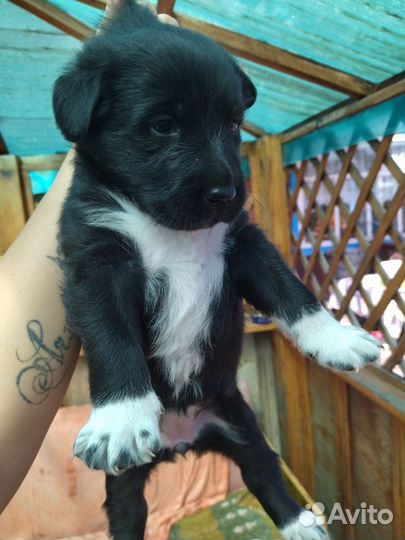 Щенок лабрадор помесь