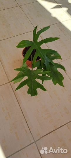 Филодендрон Лучистый