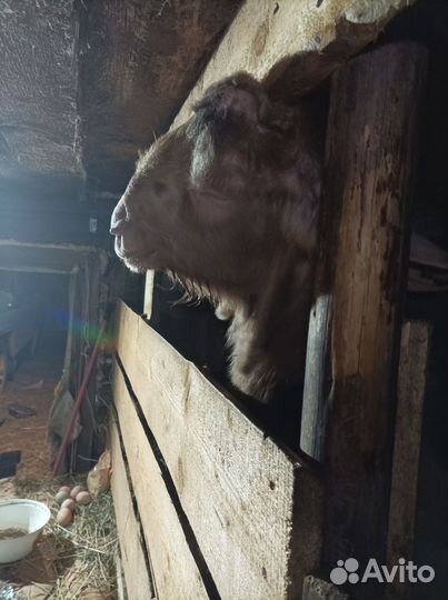 Нубийский козел