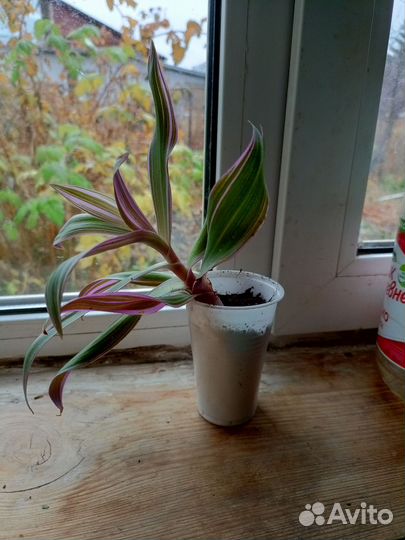 Традесканция рео