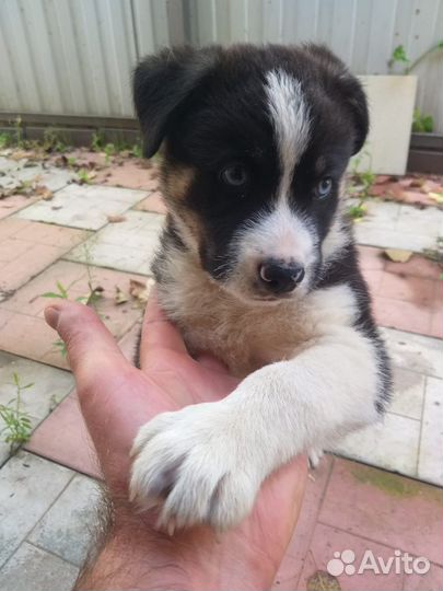 Щенок Хаски