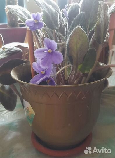 Диффенбахии и фиалки в горшках