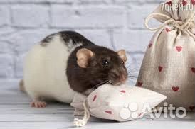 Крыса дамбо