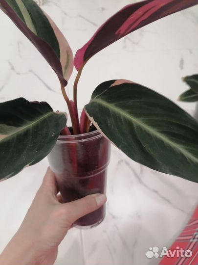 Строманта триколор 350р, традисканция белая 150р