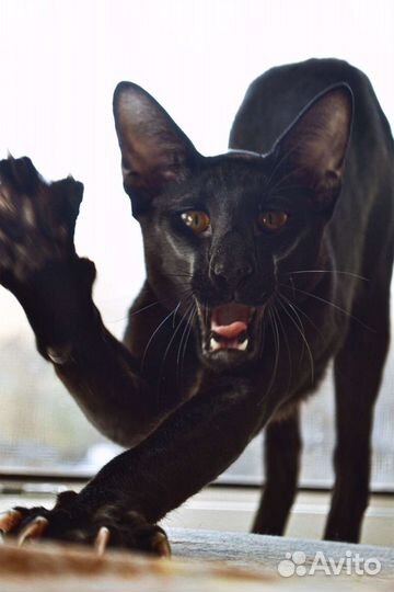 Ориентальные котята