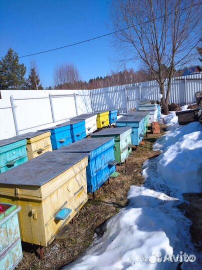 Продам пчел